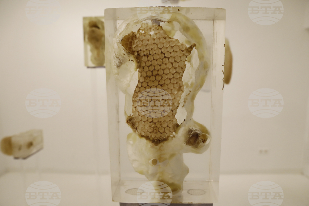 „Див градеж" -  изложба