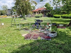 Разград - цветя - фигура