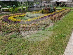 Разград - цветя - фигура