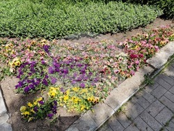 Разград - цветя - фигура