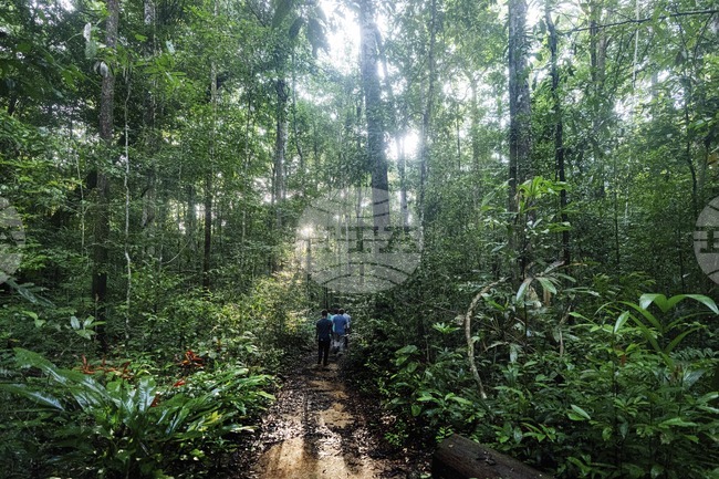 Австралийските тропически дъждовни гори са се превърнали в източник на въглероден диоксид, сочи проучване
