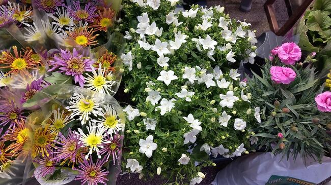 Община Стара Загора: 827 старозагорци, кръстени на Светицата на милосърдието, ще празнуват утре своя личен ден