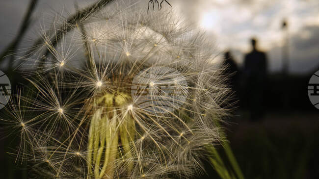 Градските бетонни джунгли променят разпространението на семената на глухарчетата