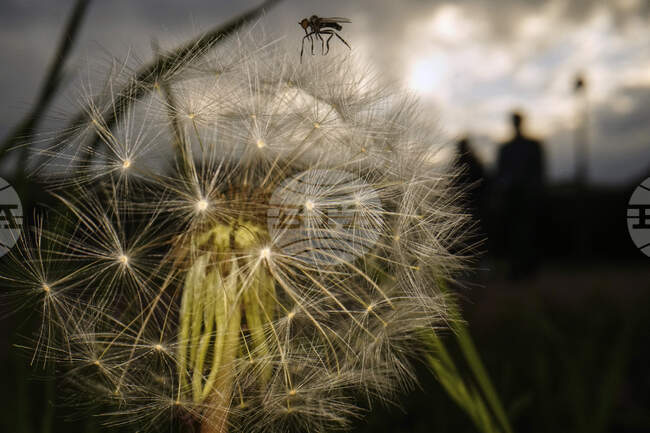 Градските бетонни джунгли променят разпространението на семената на глухарчетата