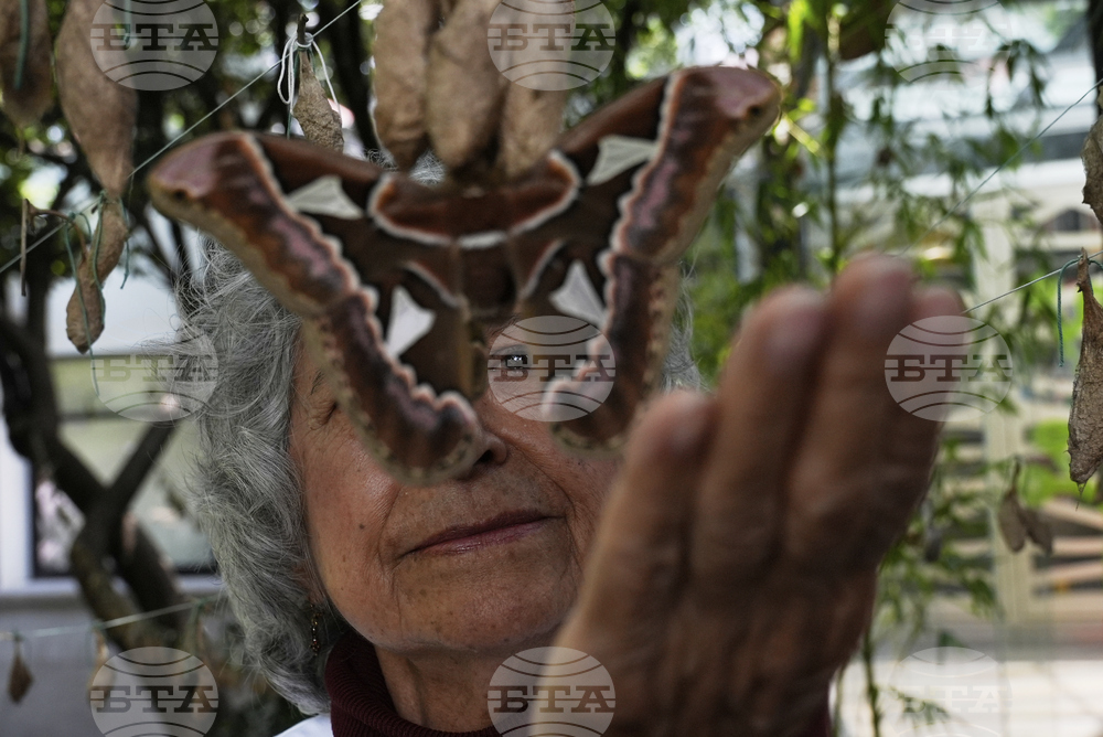 Mexico Butterfly Rescue
