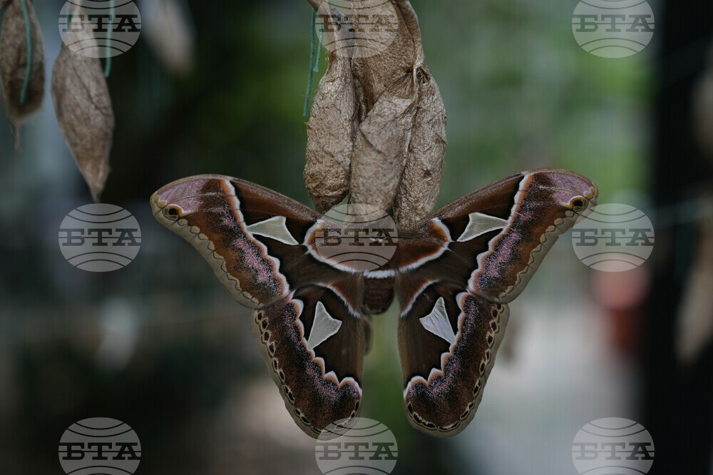 Mexico Butterfly Rescue