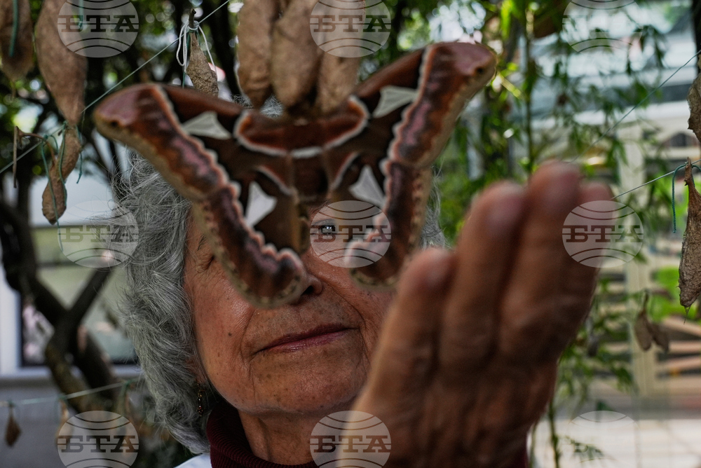 Mexico Butterfly Rescue