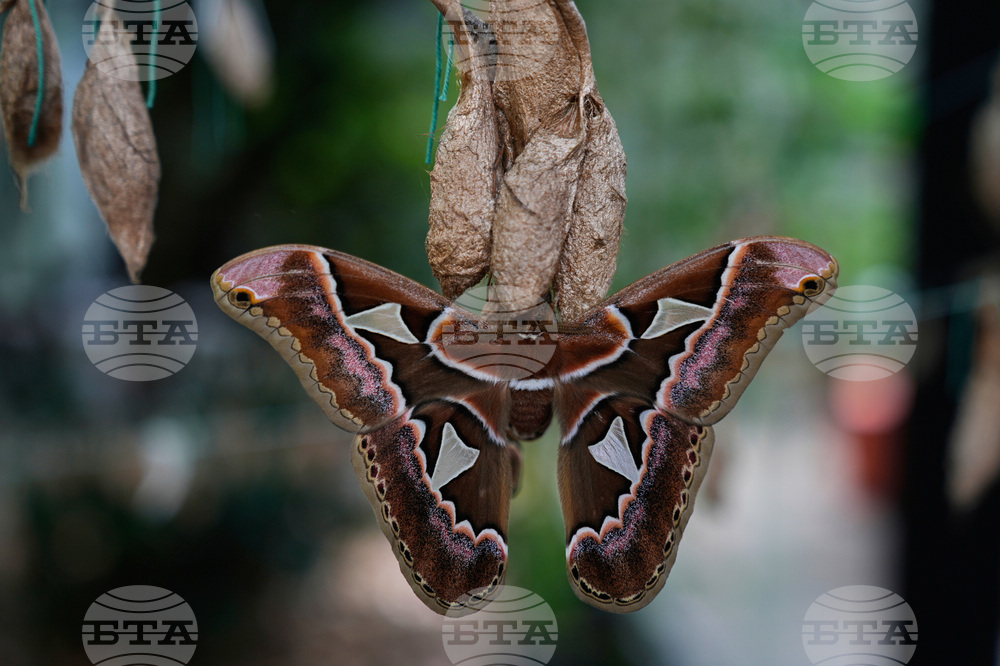 Mexico Butterfly Rescue
