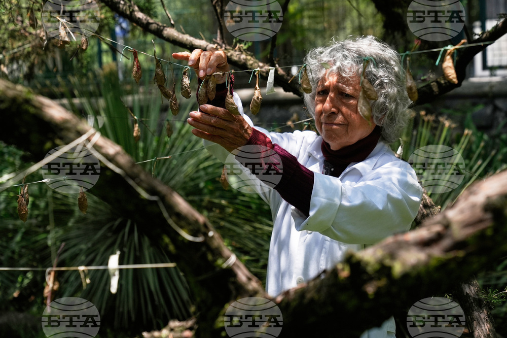 CORRECTION Mexico Butterfly Rescue