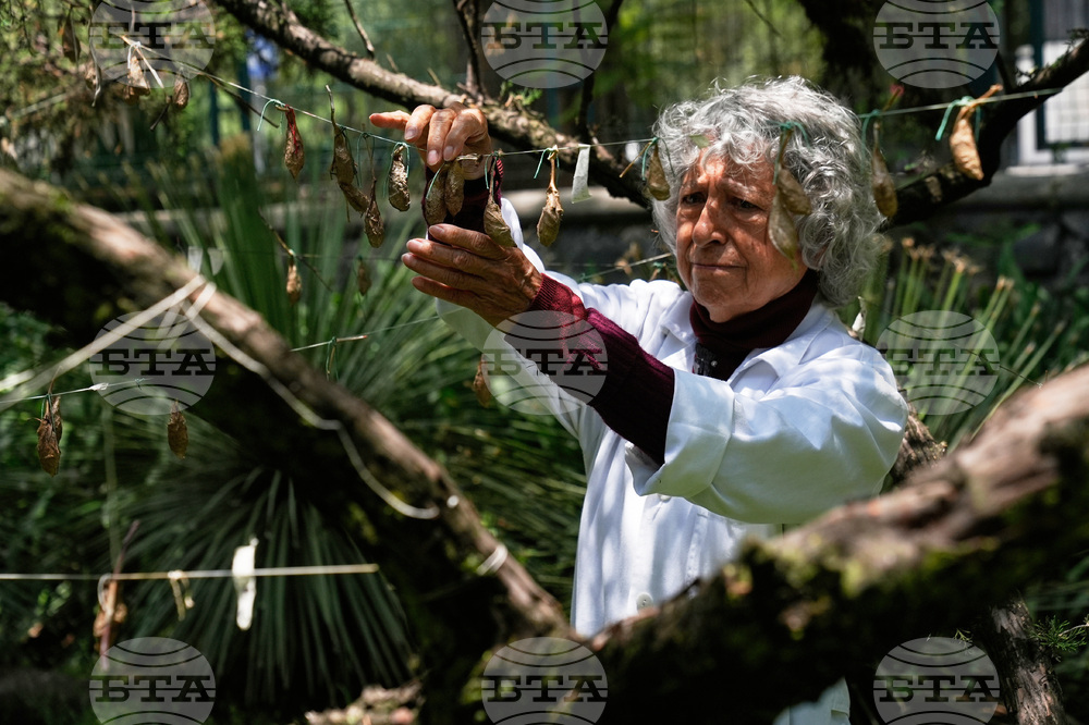 CORRECTION Mexico Butterfly Rescue