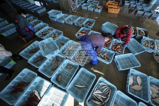 Износът на рибни продукти от Япония достига рекордно ниво през 2025 г.