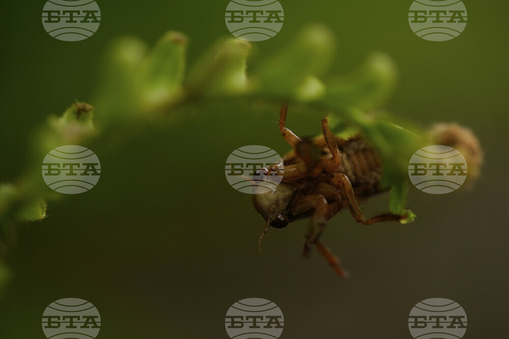 Cicada Invasion Photo Gallery