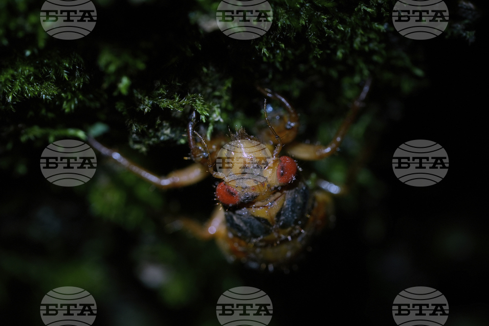 Cicada Invasion Photo Gallery