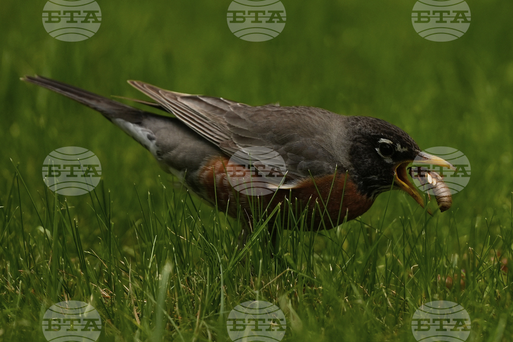 Cicada Invasion Photo Gallery