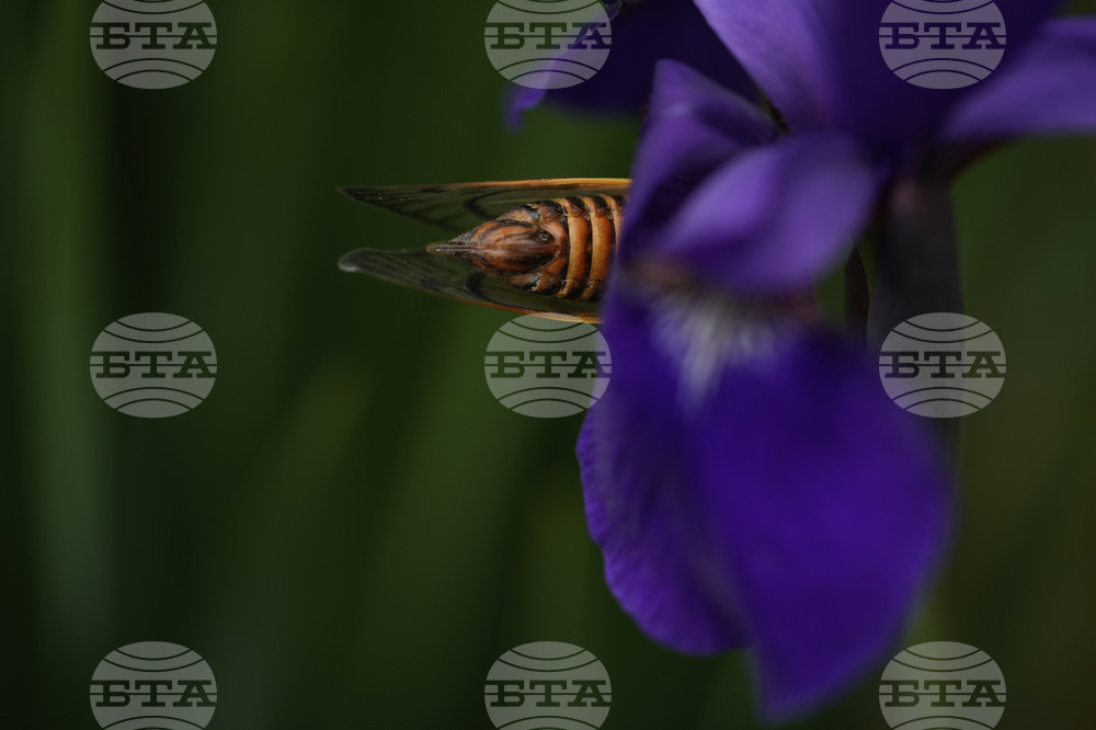 Cicada Invasion Photo Gallery