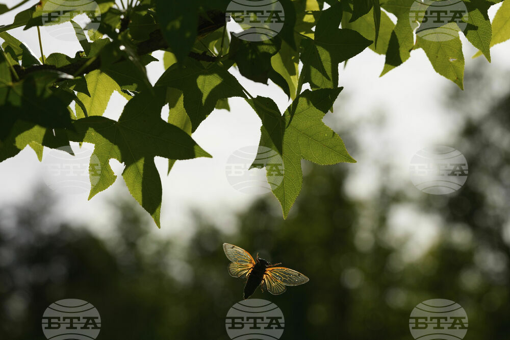 Cicada Invasion Photo Gallery