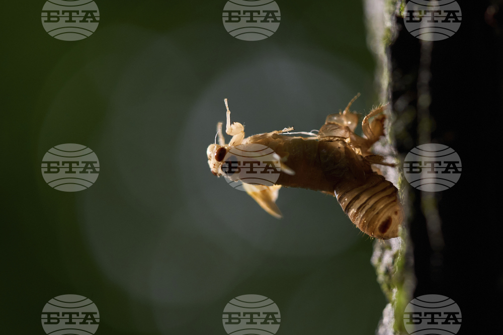 Cicada Invasion Photo Gallery