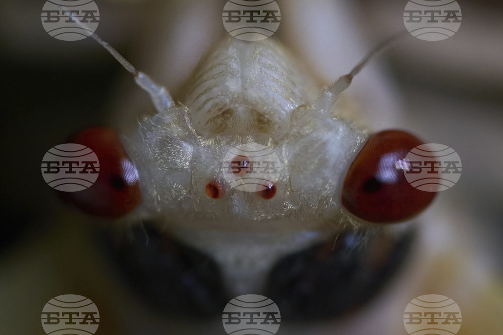 Cicada Invasion Photo Gallery