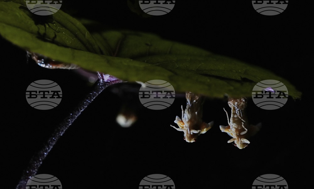 Cicada Invasion Photo Gallery
