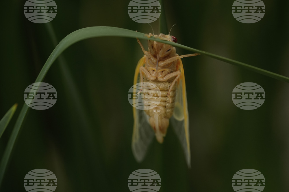 Cicada Invasion Photo Gallery