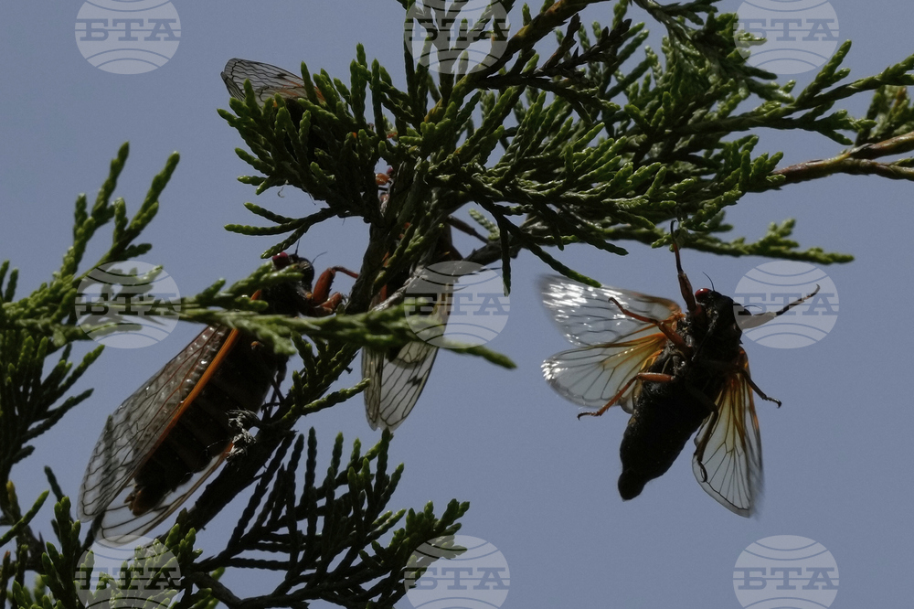 Cicada Invasion Photo Gallery