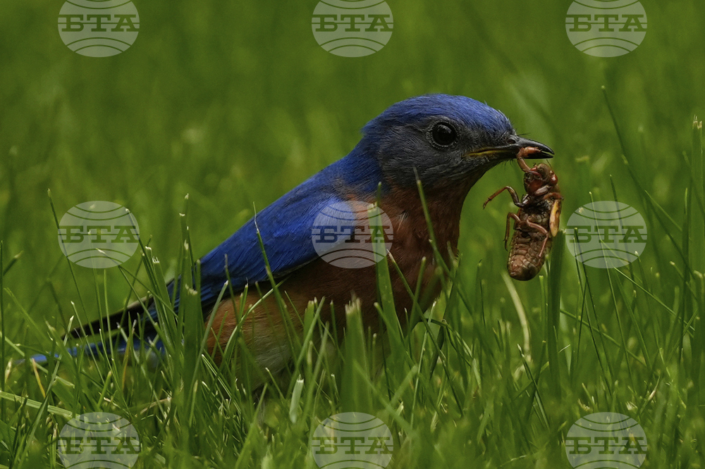 Cicada Invasion Photo Gallery
