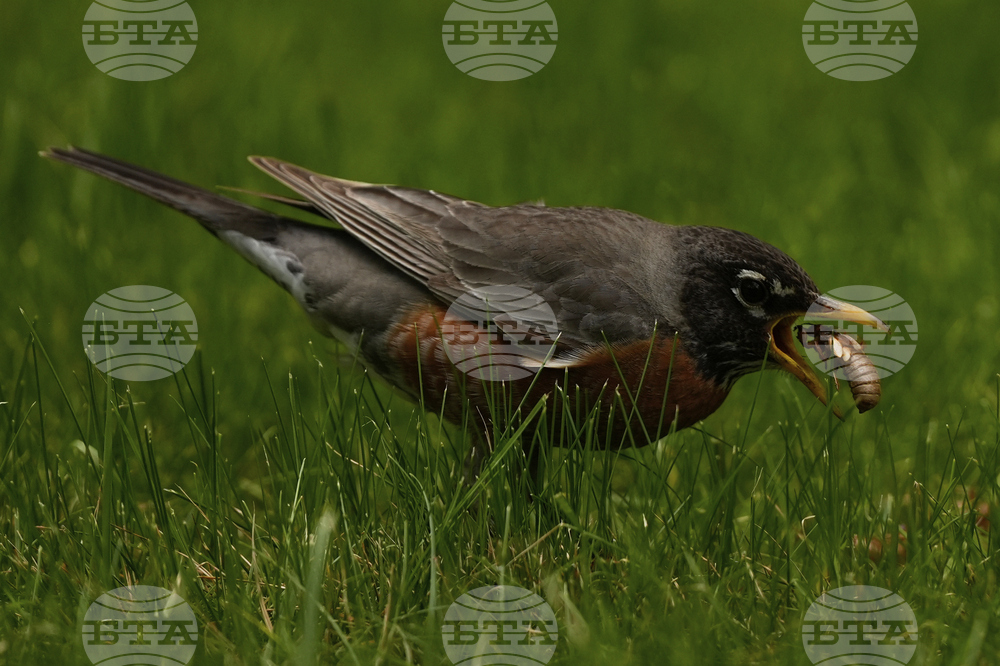 Cicada Invasion Photo Gallery