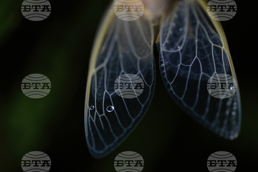 Cicada Invasion Photo Gallery