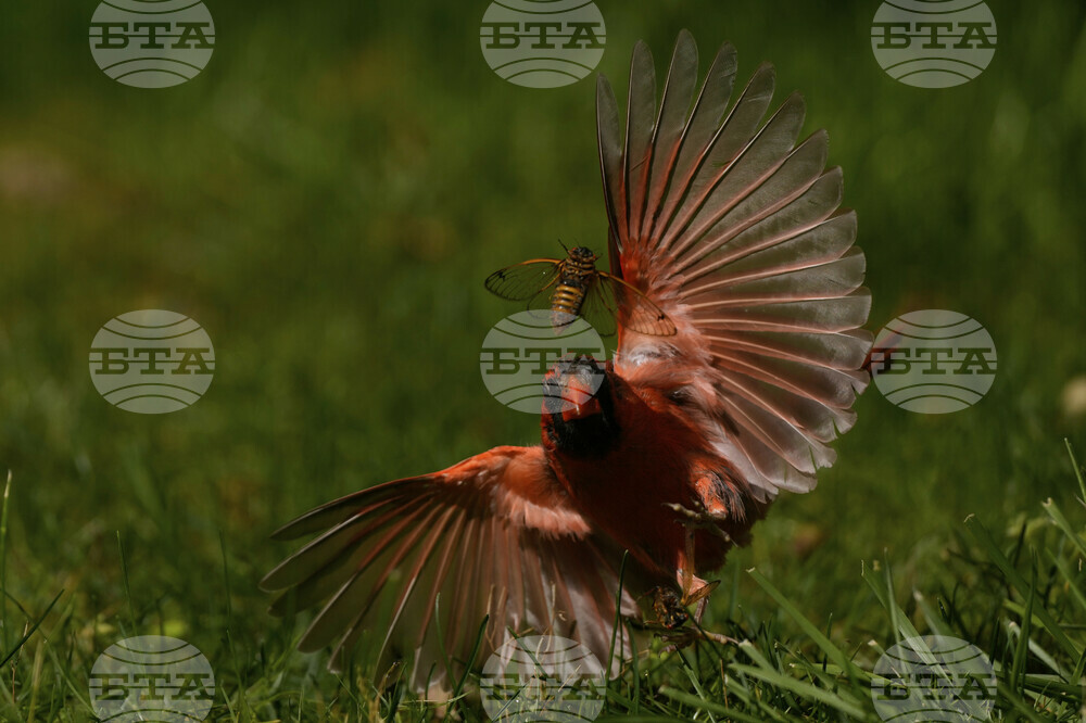 Cicada Invasion Photo Gallery
