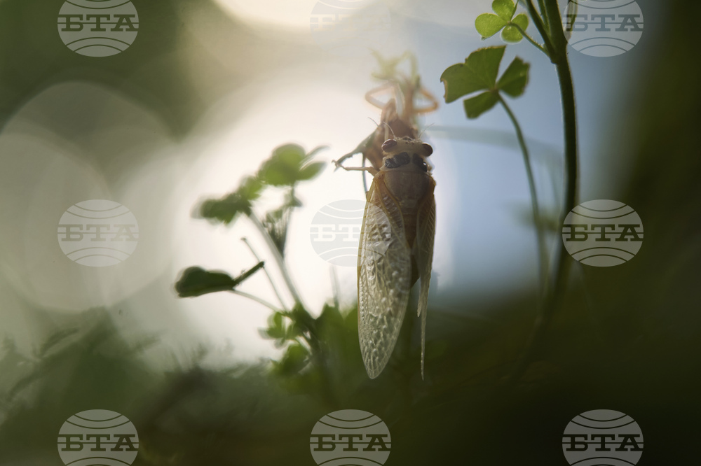 Cicada Invasion Photo Gallery