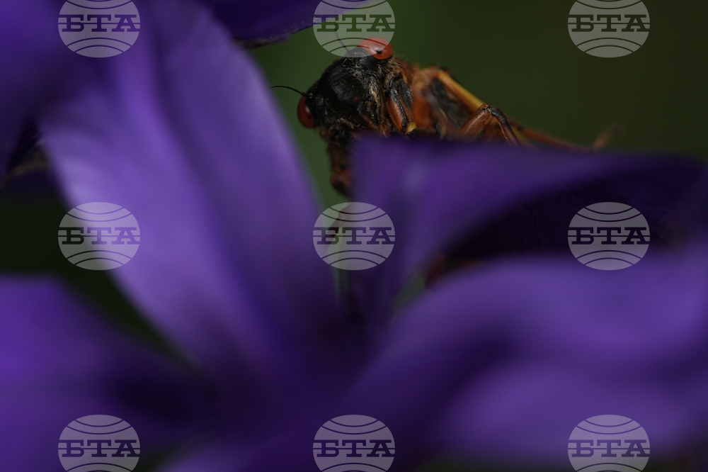 Cicada Invasion Photo Gallery