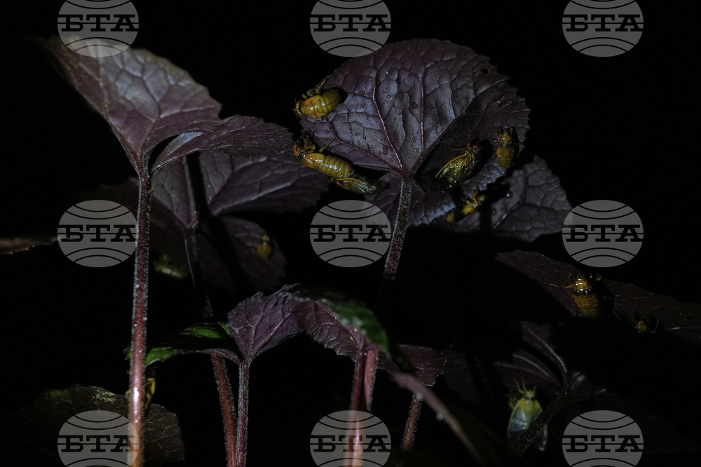 Cicada Invasion Photo Gallery