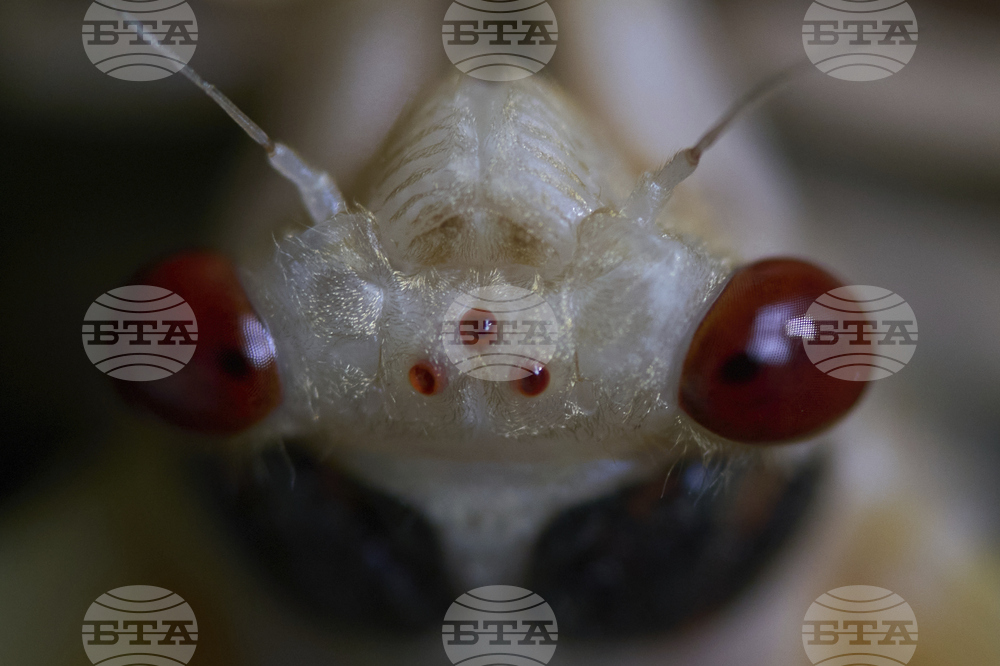 APTOPIX Cicada Invasion Photo Gallery