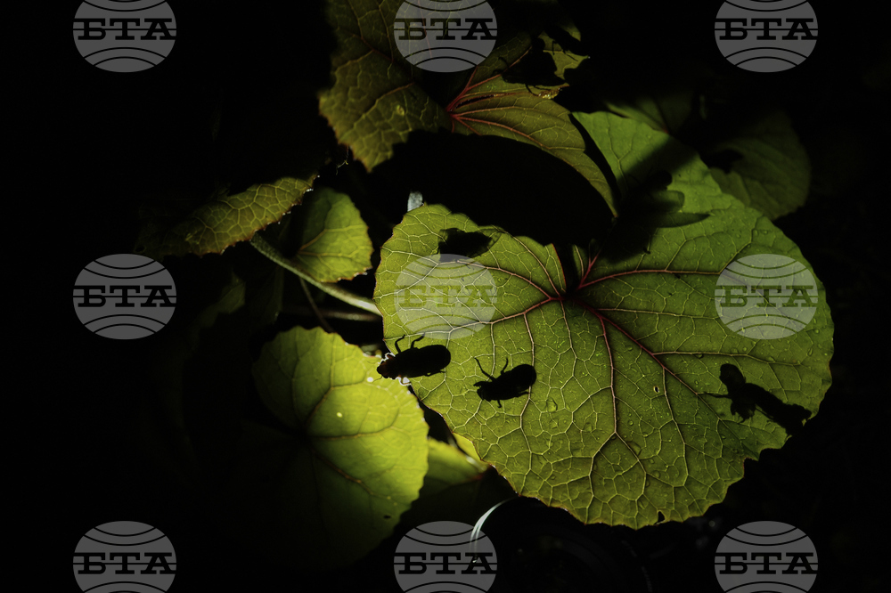 Cicada Invasion Photo Gallery