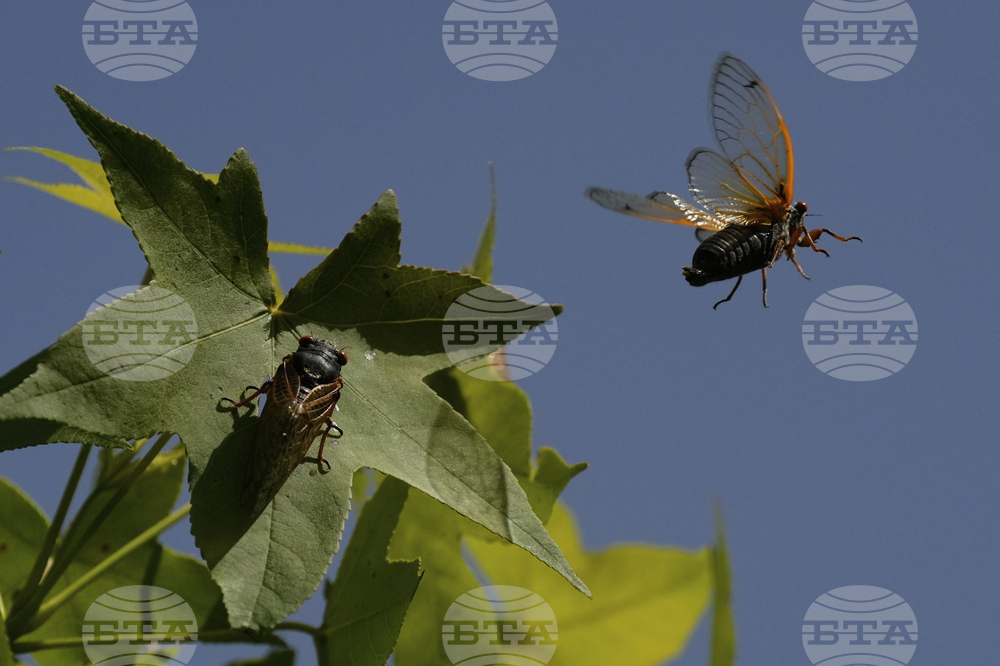 Cicada Invasion Photo Gallery