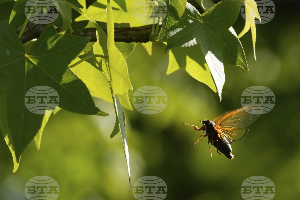 Cicada Invasion Photo Gallery