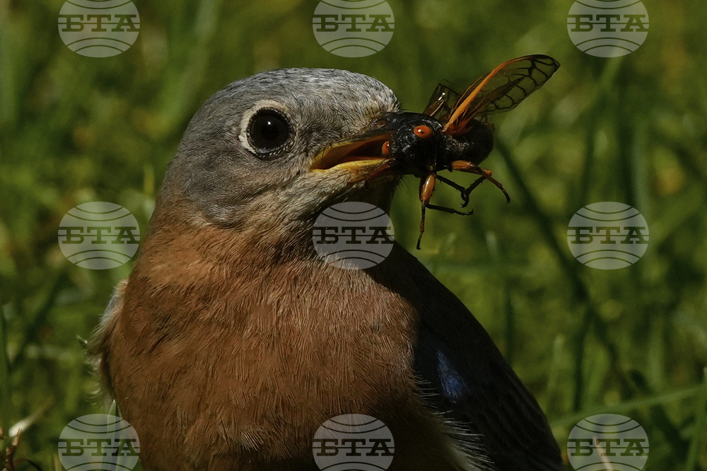 Cicada Invasion Photo Gallery