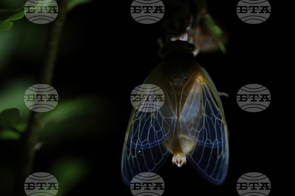 Cicada Invasion Photo Gallery