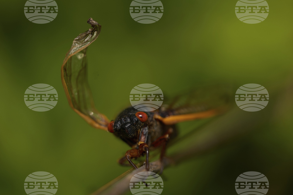 Cicada Invasion Photo Gallery