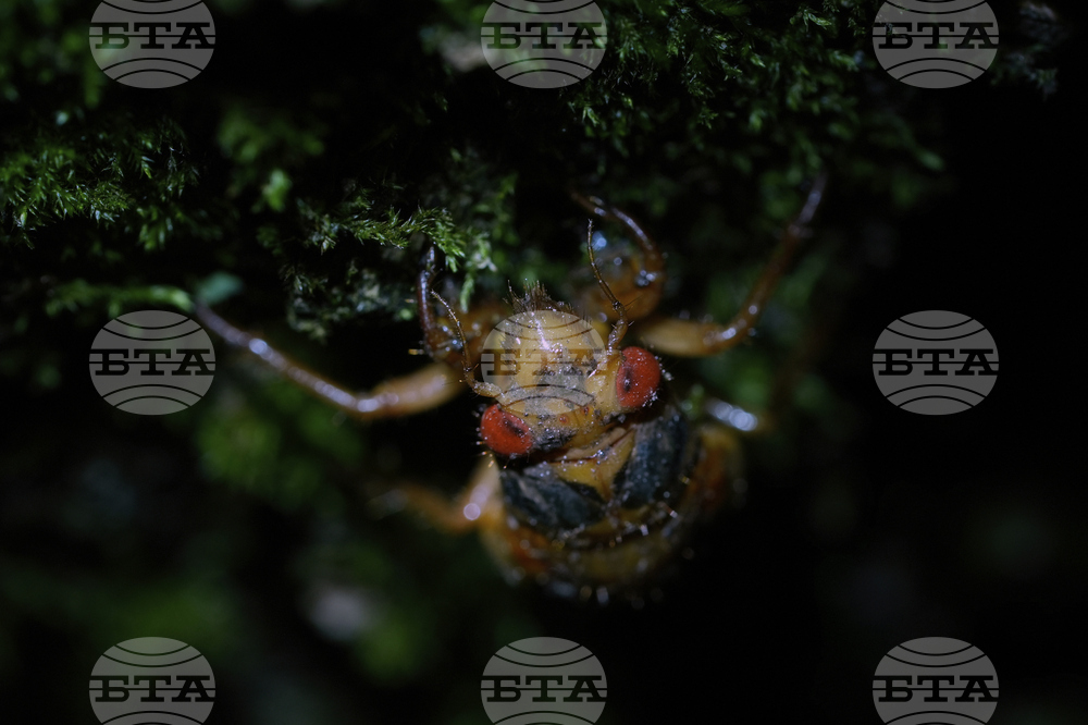 Cicada Invasion Photo Gallery