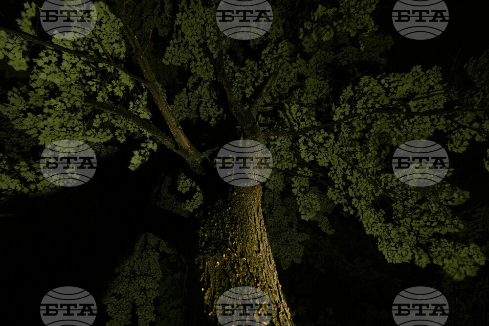 Cicada Invasion Photo Gallery