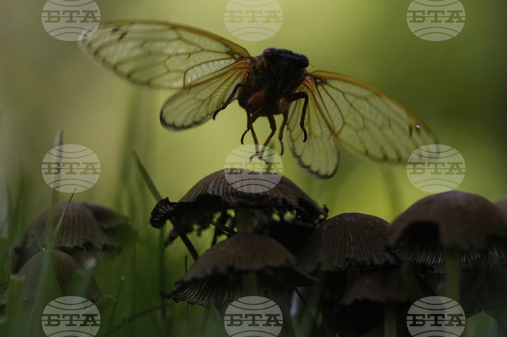 Cicada Invasion Photo Gallery