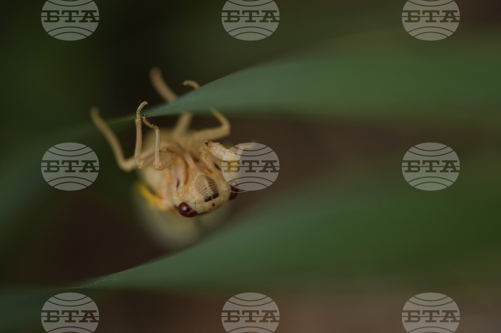 Cicada Invasion Photo Gallery