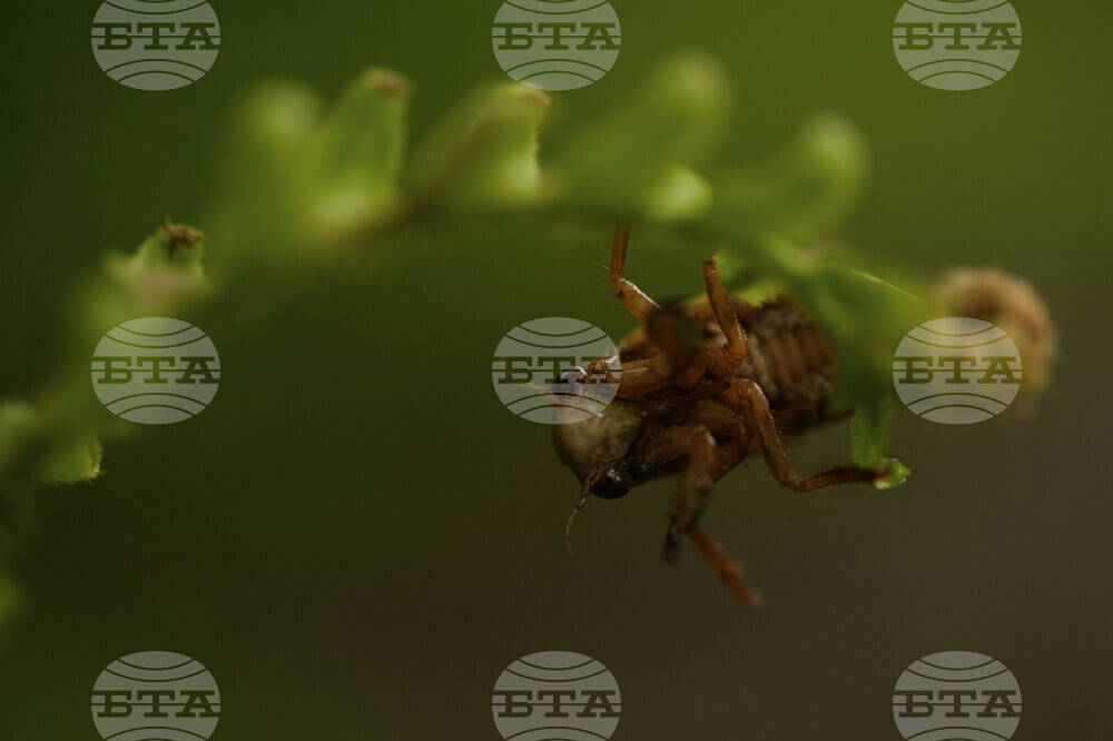 Cicada Invasion Photo Gallery