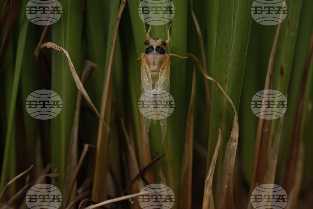 Cicada Invasion Photo Gallery