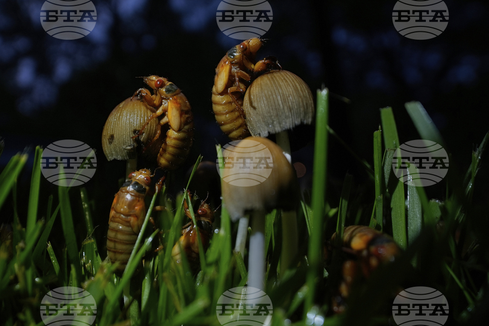 Cicada Invasion Photo Gallery