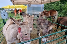 Лясковец - Събор на овцевъдите