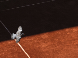 French Open Tennis