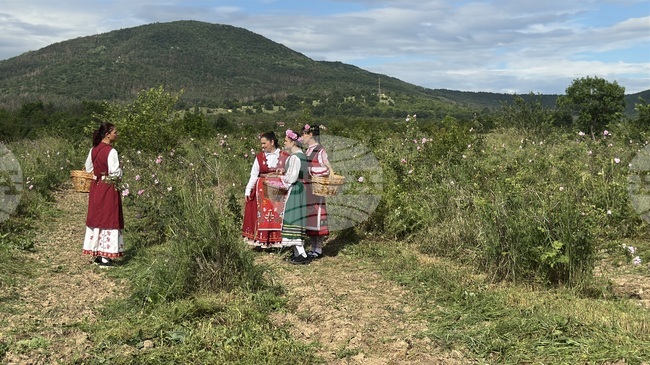Розоберът край Казанлък събра посетители от цял свят 