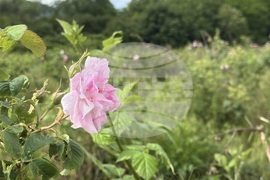 Казанлък - розобер